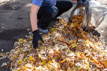 Cleaning of the territory from leaves in autumn. people with brooms, rakes and bags