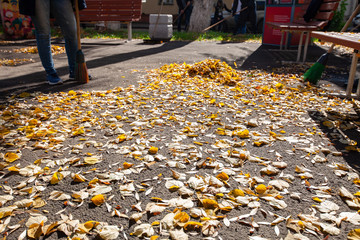 Cleaning of the territory from leaves in autumn. people with brooms, rakes and bags
