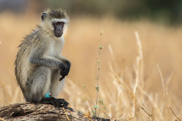 Male vervet monkey pointing to his blue genitalia