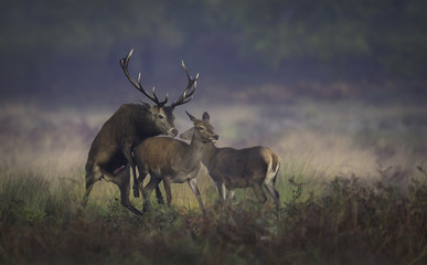 Red deer stag (Cervus elaphus) mating with hind in park, UK