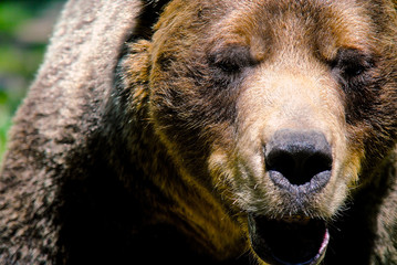 Close up of a grizzly bear looking at you with its mouth open