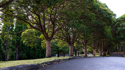 leading lines trees road in park