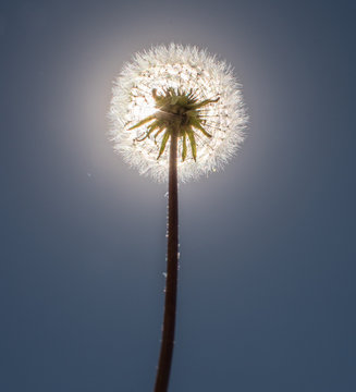 Fototapeta Sol tras el diente de león