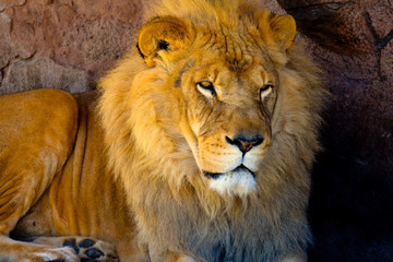 Male lion lying down next to a rock