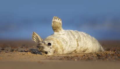 Wild grey seal pup (Halichoerus grypus) in UK
