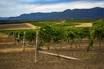 Fototapeta na wymiar wine, vines, country