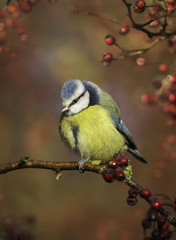Wild eurasian blue tit (Cyanistes caeruleus) on branch amongst berriess