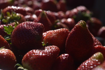Fresas