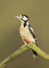 Wild great spotted woodpecker (Dendrocopos major) on branch