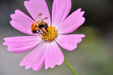 コスモスとハチ