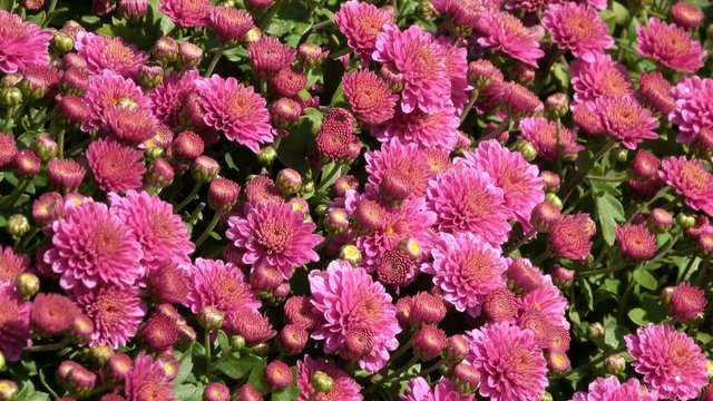 Natural video clip sketching background autumn landscape of blooming chrysanthemums