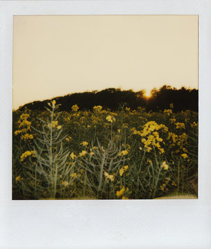 Field at sunset