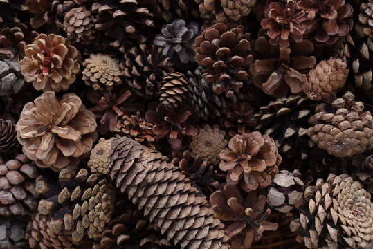 Pinecones