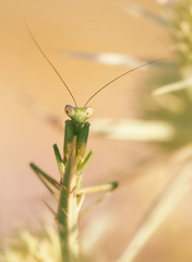 Wild stick insect (Phasmatodea) in SPain