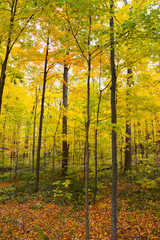 Obraz premium Forest of trees with yellow leaves