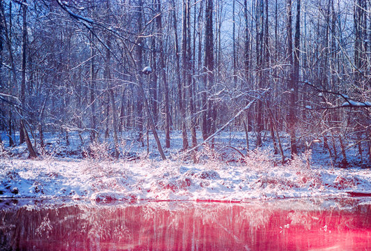Cold snow covered forest behind a warm red river of water