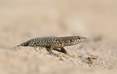Andalusian wall lizard (Podarcis vaucheri)