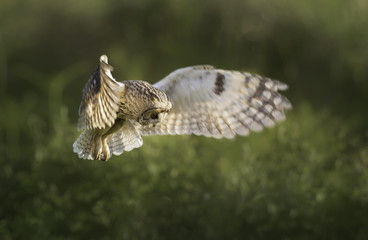 Wild short eared owl (Asio flammeus) hunting above in coastal vegetation in Jersey