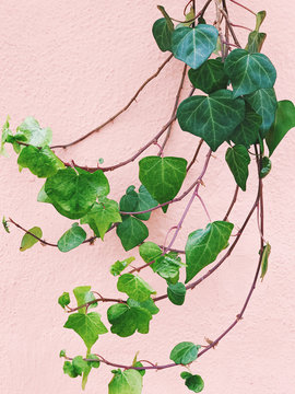 plants on pink