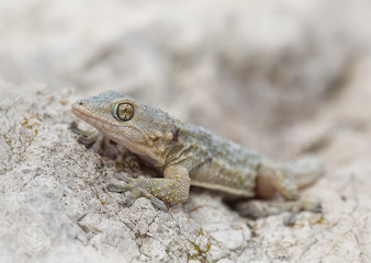 Moorish gecko (Tarentola mauritanica) on rock. Spain