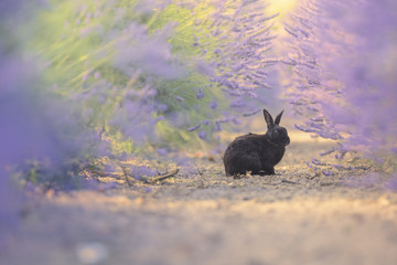 Wild black rabbit in lavender field in Jersey