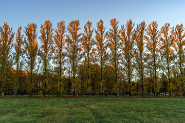 poplars in autumn