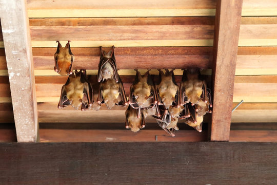 Lesser Dog-Faced Fruit Bat 2
