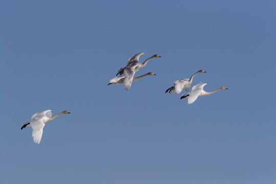 Whooper Swans flying