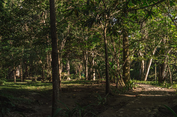 path in the forest