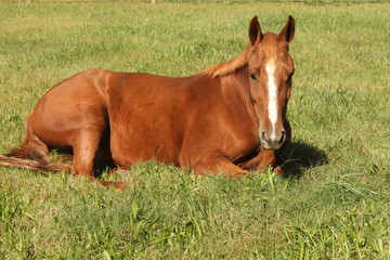 Fototapeta premium A little rest in the grass