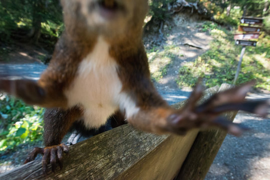 Very curious cute squirrel trying to grab the camera