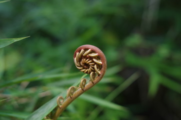 the fern bud of rain forest