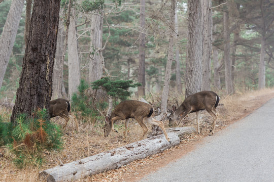 Blacktail Deer in Monterey California