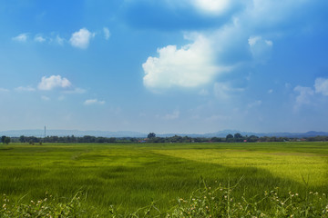 rice field meadow nature sky outdoor