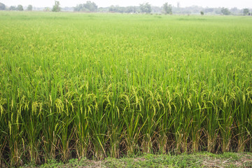 rice field growing plant nature 