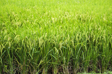 Obraz premium rice field growing closeup nature plant