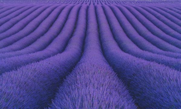 Provence, Lavender field at sunset, Valensole Plateau