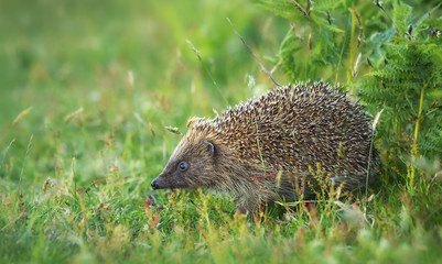 Wild european hedgehog (Erinaceus europaeus) emerging from bracken at dusk © Kris