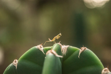 praying mantis in cactus