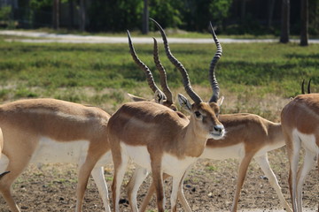Antelope