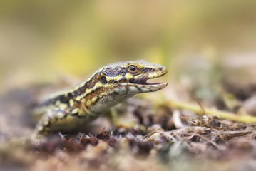 Wild common wall lizard (Podarcis muralis) in Jersey, UK