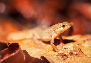Wild palmate newt (Lissotriton helveticus) in Jersey, UK