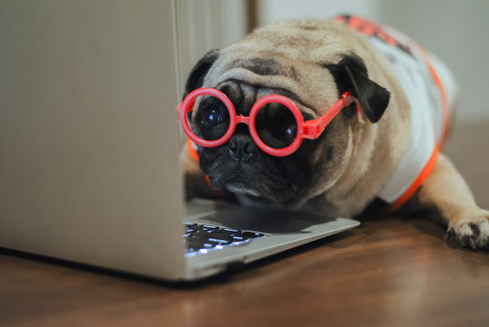 Adorable pug dog using laptop at workplace.