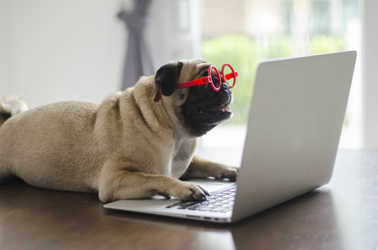 Adorable pug dog wearing red glasses lay on floor and working on laptop .