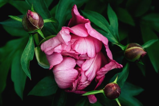 peony petals unfurling