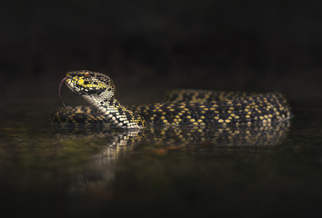 Wild mangrove pit viper (Trimeresurus purpureomaculatus) in Langkawi, Malaysia