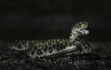 Wild mangrove pit viper (Trimeresurus purpureomaculatus) in Langkawi, Malaysia