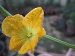 the yellow flower blossom in the garden