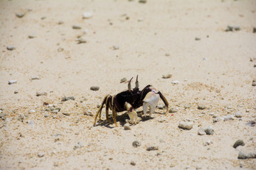 A white and black Crab is walking on the beach, Kayangel state, Palau, Pacific