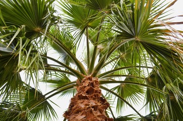 palms